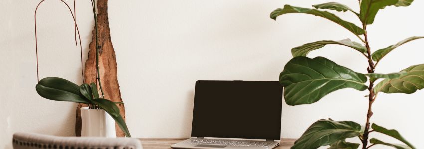 The Best Plants for An Office With No Windows: 2023 Guide